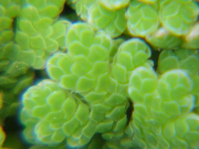 Azolla Filiculoides (Azolla filiculoides) |commons:File:Azolla filiculoides0.jpg