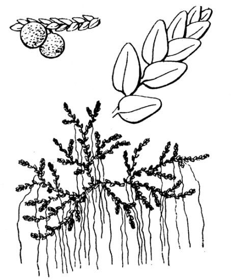 Azolla Mexicana (Azolla mexicana) |commons:File:Azolla mexicana.jpg