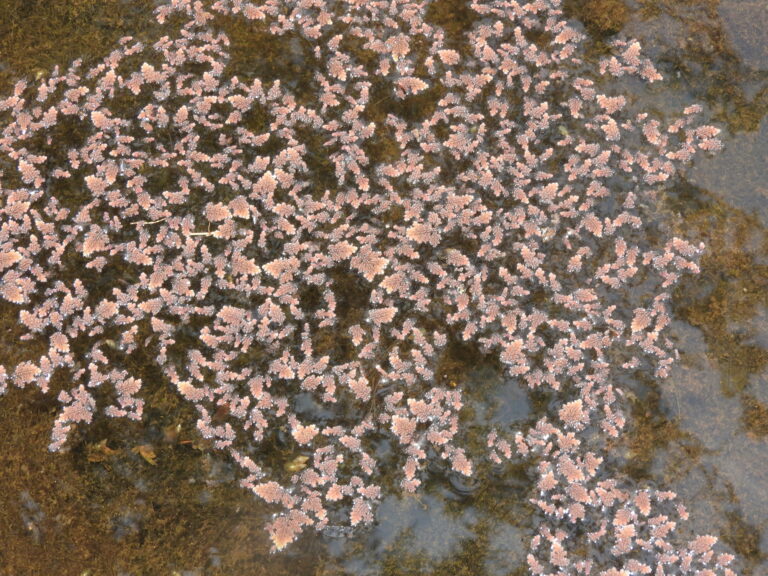 Azolla Pinnata (Azolla pinnata) |commons:File:Azolla pinnata-1-hrs-yercaud-salem-India.jpg