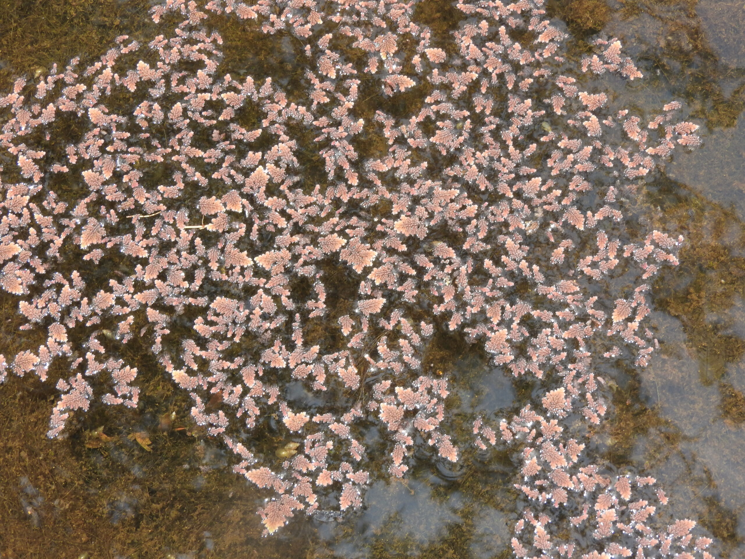 Azolla Pinnata (Azolla pinnata) |commons:File:Azolla pinnata-1-hrs-yercaud-salem-India.jpg