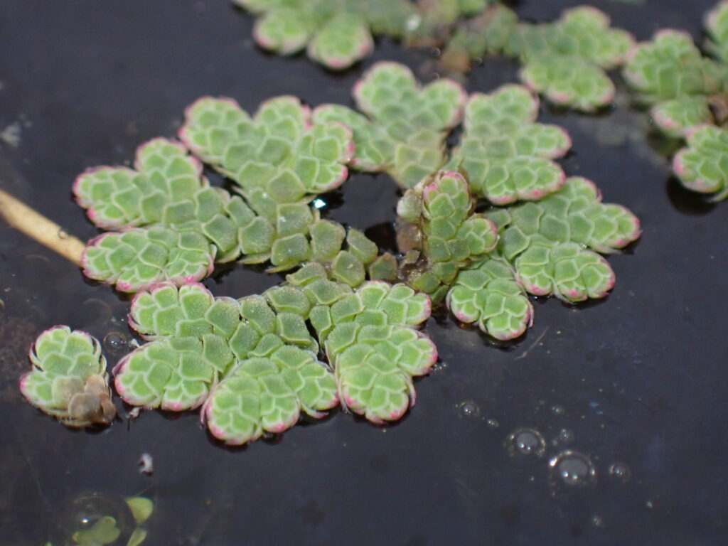 Azolla Rubra (Azolla rubra) |commons:File:Azolla rubra 117720357.jpg