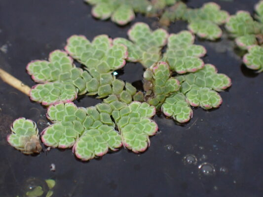 Azolla Rubra (Azolla rubra) |commons:File:Azolla rubra 117720357.jpg
