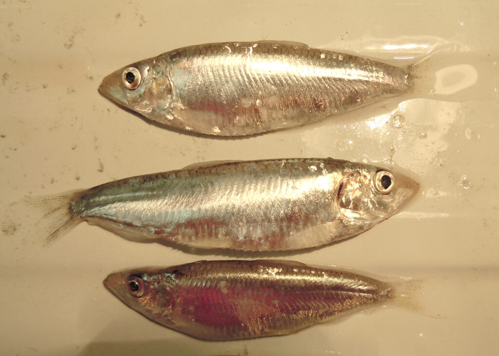 Azov Sea Sprat (Clupeonella cultriventris) |commons:File:3 specimens of Clupeonella cultriventris.jpg