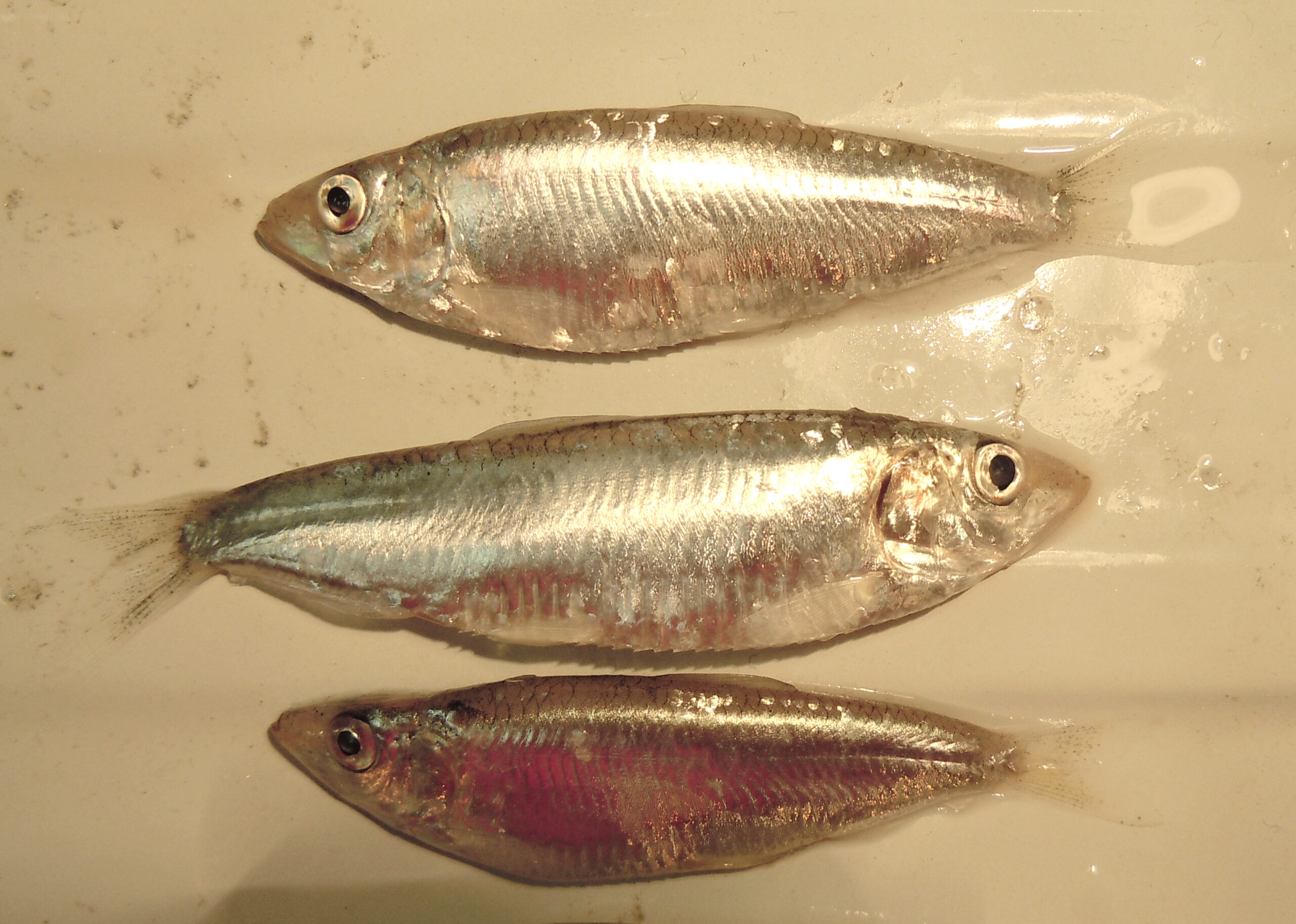 Azov Sea Sprat (Clupeonella cultriventris) |commons:File:3 specimens of Clupeonella cultriventris.jpg