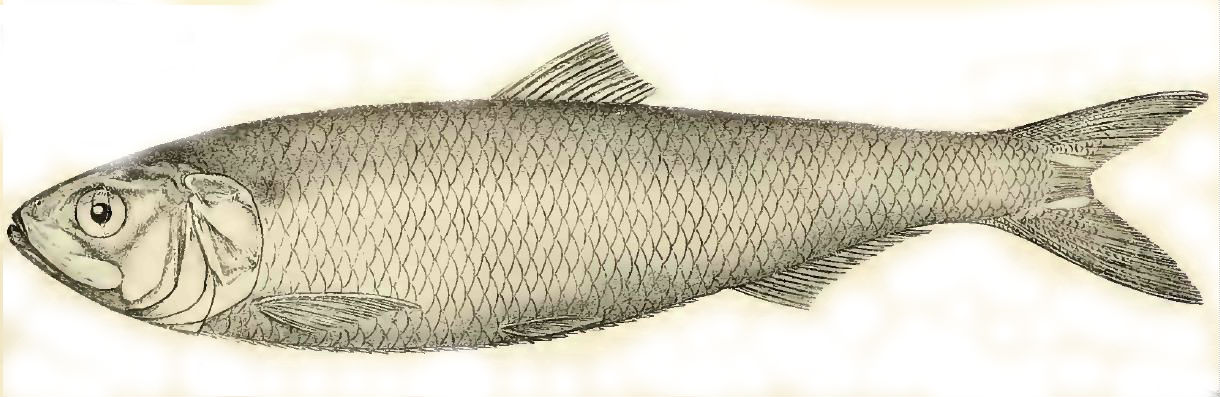 Azov Shad (Alosa tanaica) |commons:File:Alosa tanaica xxxx.jpg