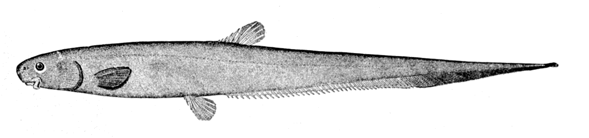 Backfin Tapirfish (Lipogenys gillii) |commons:File:Lipogenys gillii.jpg