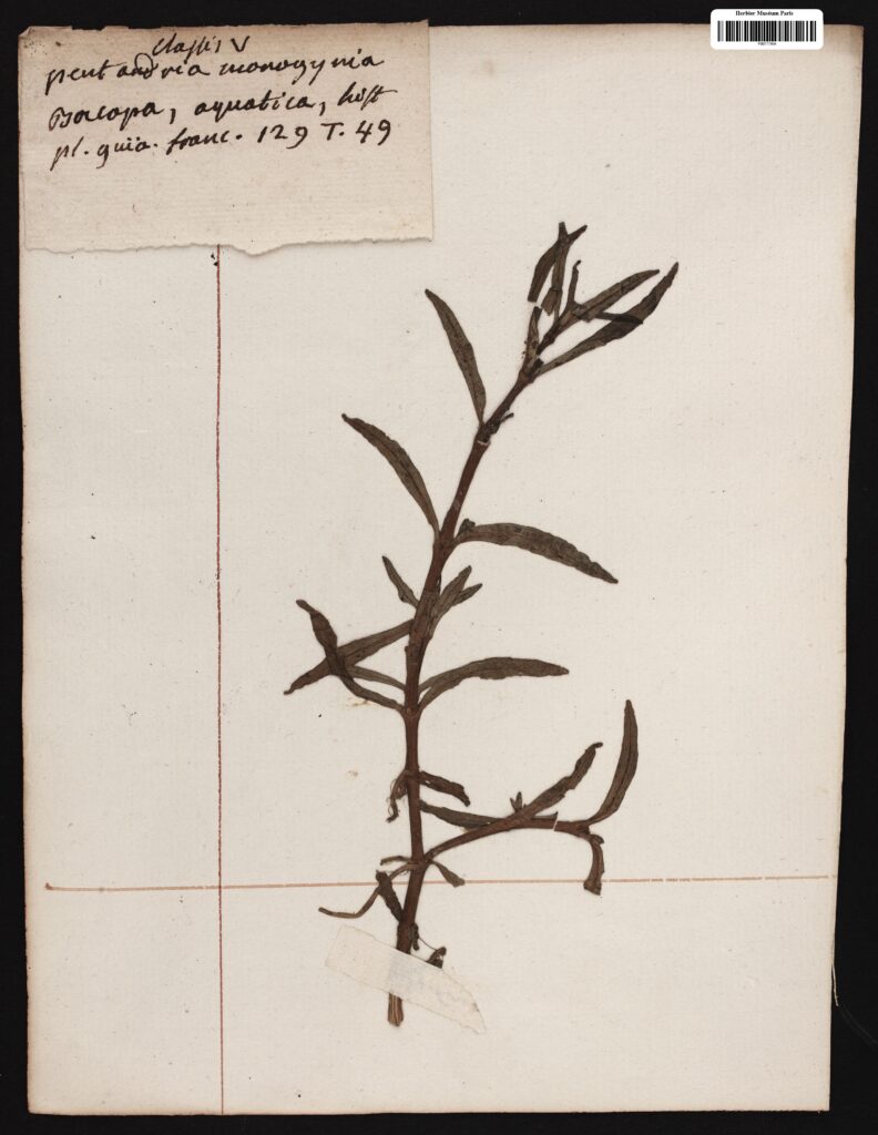 Bacopa Aquatica (Bacopa aquatica) |commons:File:Bacopa aquatica Aubl. s.n. MNHN P-P00777904.jpg