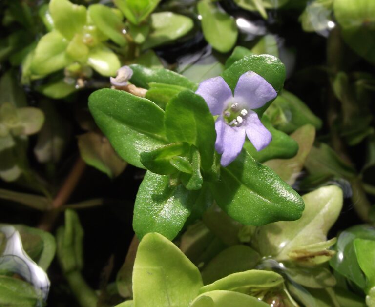 Bacopa Caroliniana (Bacopa caroliniana) |commons:File:Bacopa caroliniana.jpg