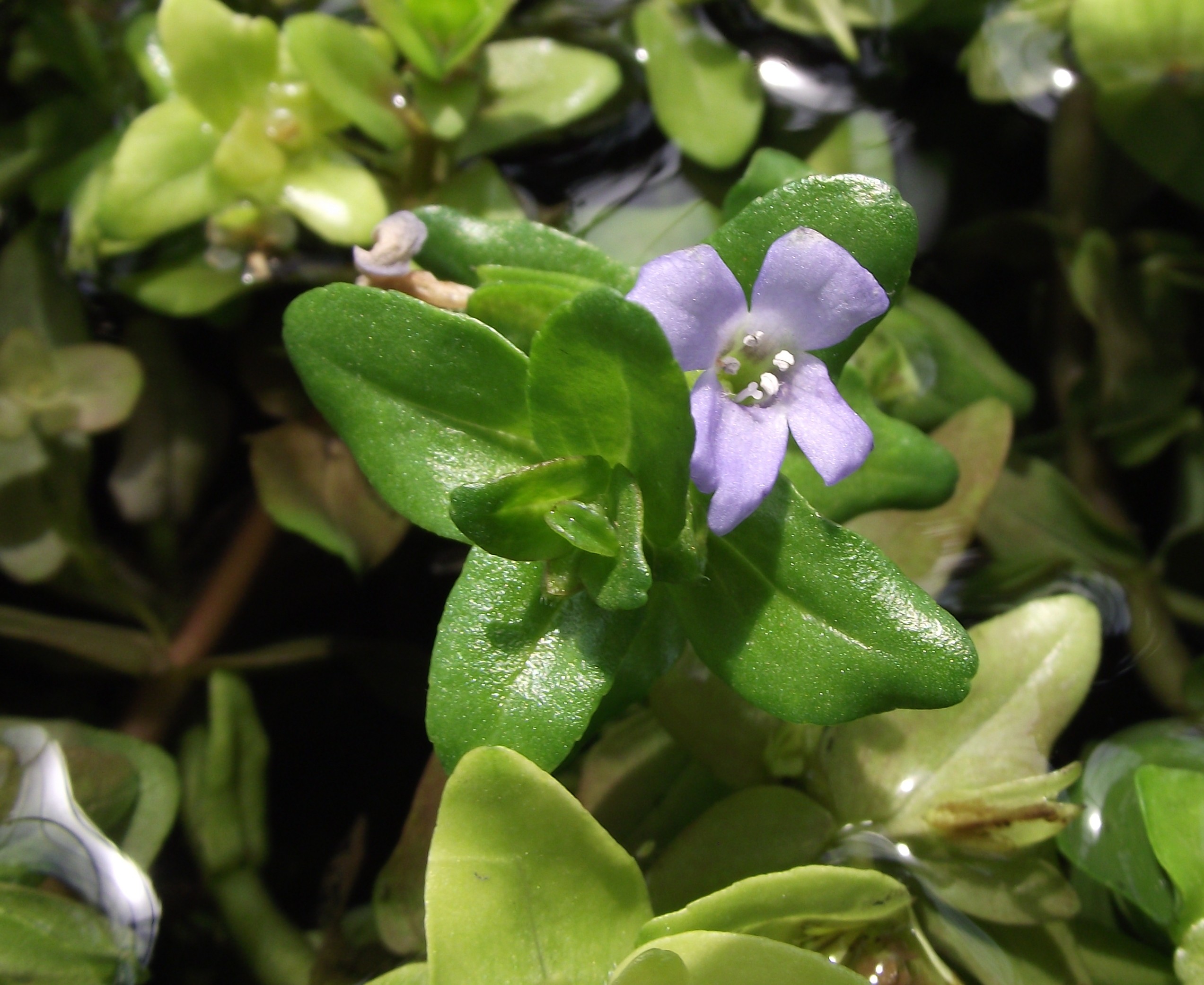 Bacopa Caroliniana (Bacopa caroliniana) |commons:File:Bacopa caroliniana.jpg