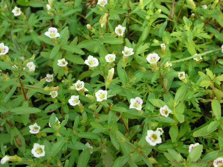 Bacopa Floribunda (Bacopa floribunda) |commons:File:Bacopa floribunda (R.Br.)Wettst - Flickr - lalithamba.jpg