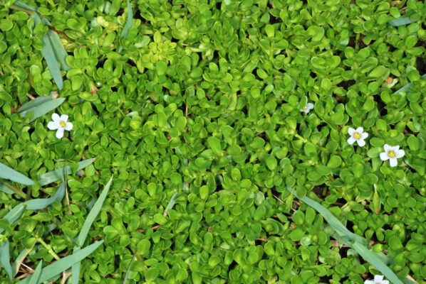 Bacopa Monnieri (Bacopa monnieri) |commons:File:Bacopa monnieri1.jpg