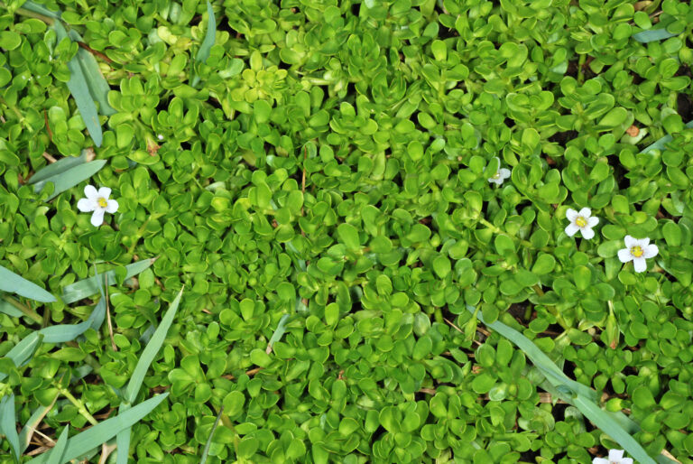 Bacopa Monnieri (Bacopa monnieri) |commons:File:Bacopa monnieri1.jpg