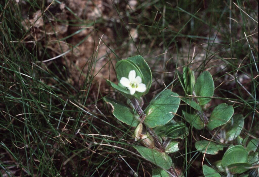 Bacopa Rotundifolia (Bacopa rotundifolia) |commons:File:Bacopa rotundifolia disk water hyssop.jpg