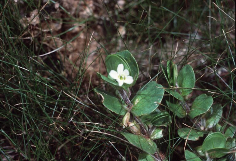 Bacopa Rotundifolia (Bacopa rotundifolia) |commons:File:Bacopa rotundifolia disk water hyssop.jpg