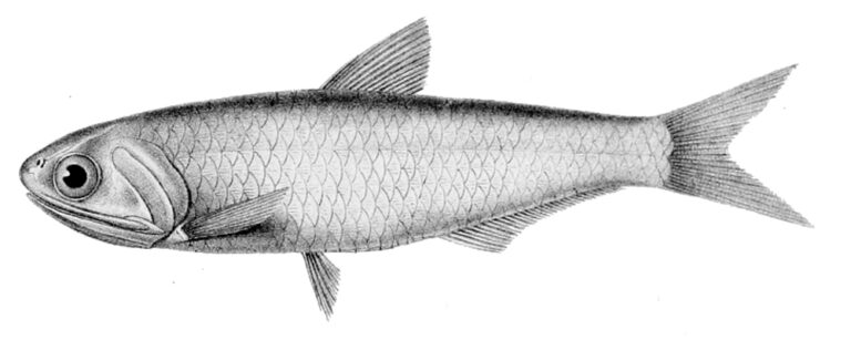 Baelama Anchovy (Thryssa baelama) |commons:File:Thryssa baelama1.jpg