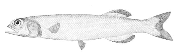Baird's Smoothhead (Alepocephalus bairdii) |commons:File:Alepocephalus bairdii.jpg