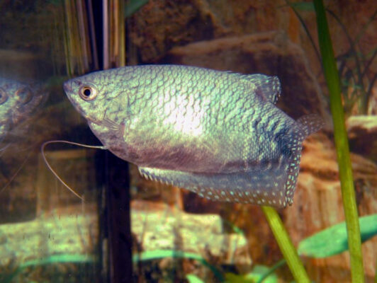 Bal Mavi Gurami (Trichogaster trichopterus) |commons:File:Trichogaster trichopterus2004.jpg