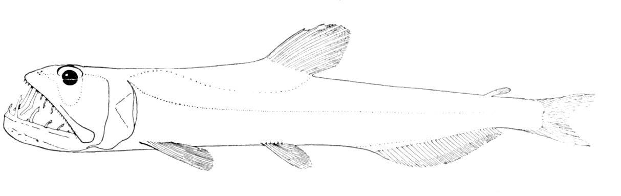 Balbo Sabretooth (Evermannella balbo) |commons:File:Evermannella balbo.jpg