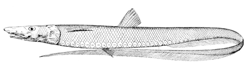Baldhead Halosaur (Aldrovandia phalacra) |commons:File:Aldrovandia phalacra.jpg