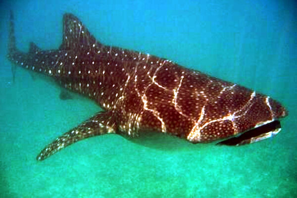 Balina Köpekbalığı Rhincodon typus