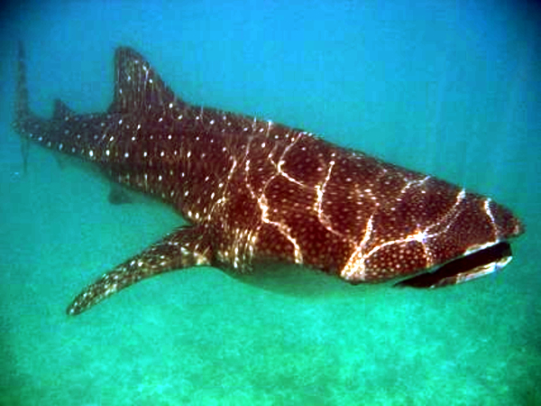 Balina Köpekbalığı Rhincodon typus
