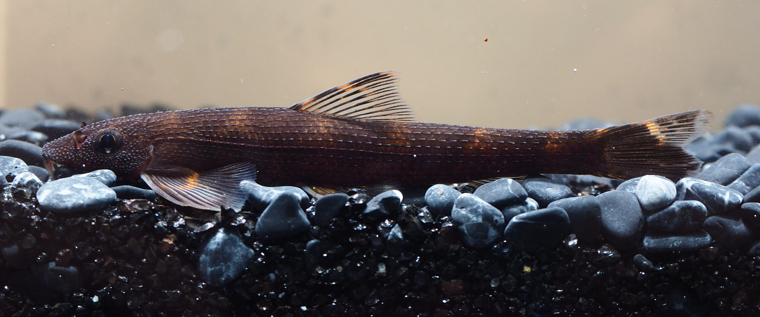 Balitoropsis zollingeri (Balitoropsis zollingeri) |commons:File:Balitoropsis zollingeri (10.3897-BDJ.11.e100337) Figure 6.jpg