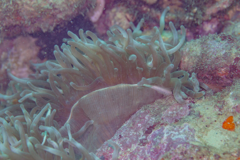 Baloncuk Uçlu Anemon Entacmaea quadricolor