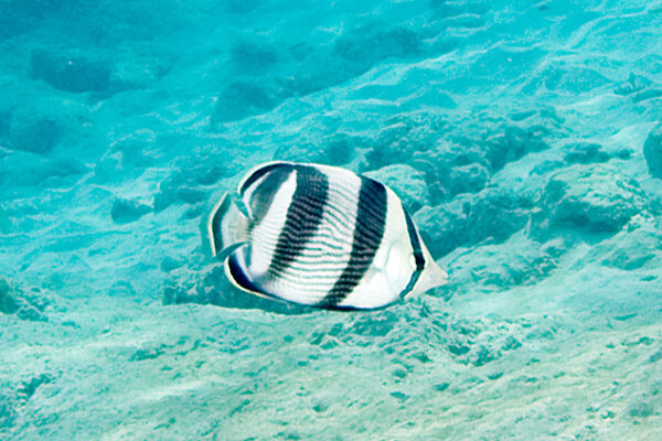 Banded Butterflyfish (Chaetodon striatus) |commons:File:Banded butterflyfish Chaetodon striatus (3471817115).jpg