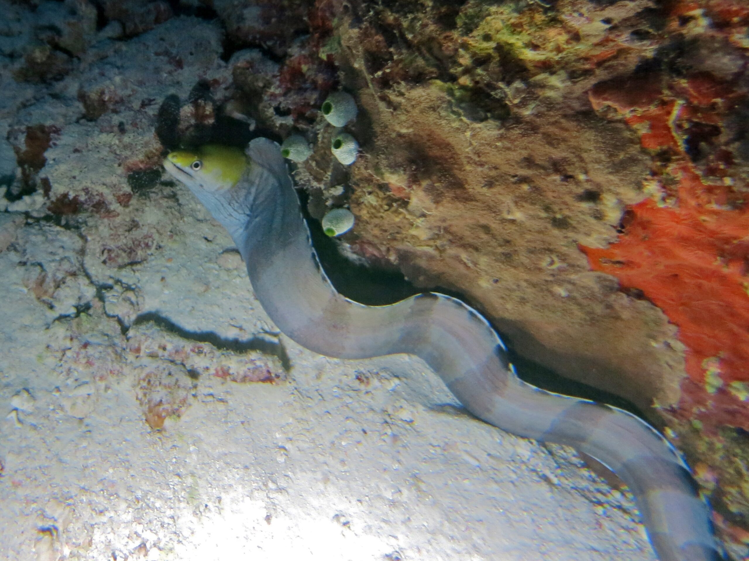 Banded Moray (Gymnothorax rueppelliae) |commons:File:Gymnothorax rueppelliae.jpg