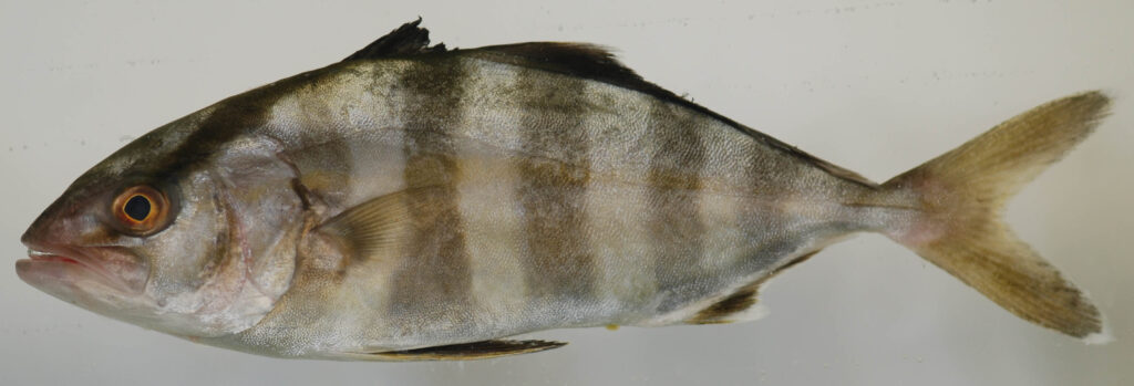 banded rudderfish (Seriola zonata) |commons:File:Seriola zonata (S0911) (12591796473).jpg
