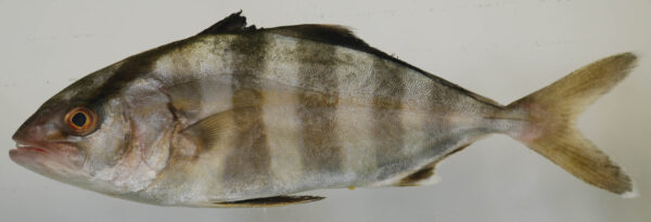 banded rudderfish (Seriola zonata) |commons:File:Seriola zonata (S0911) (12591796473).jpg