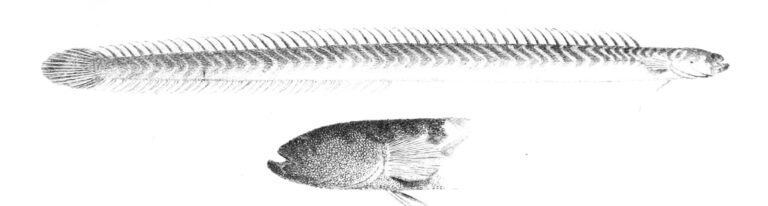Banded Wormfish (Microdesmus dipus) |commons:File:MicrodesmusDipusJury.jpg