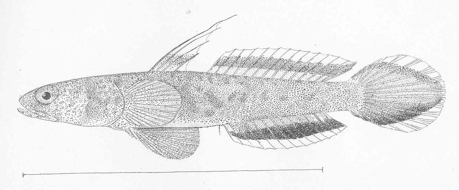 Bandedtail Goby (Evermannia zosterura) |commons:File:FMIB 47961 Evermannia zosterura.jpeg