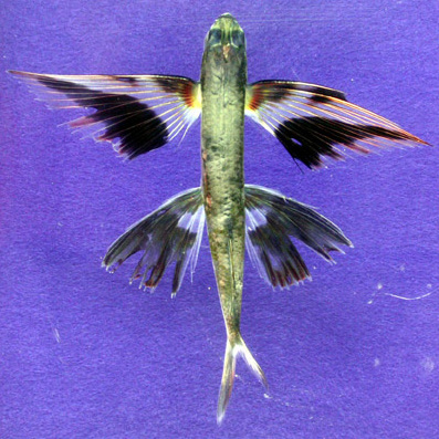 Bandwing Flyingfish (Cheilopogon exsiliens) |commons:File:Band-wing flyingfi sh (Cheilopogon exsiliens).jpg