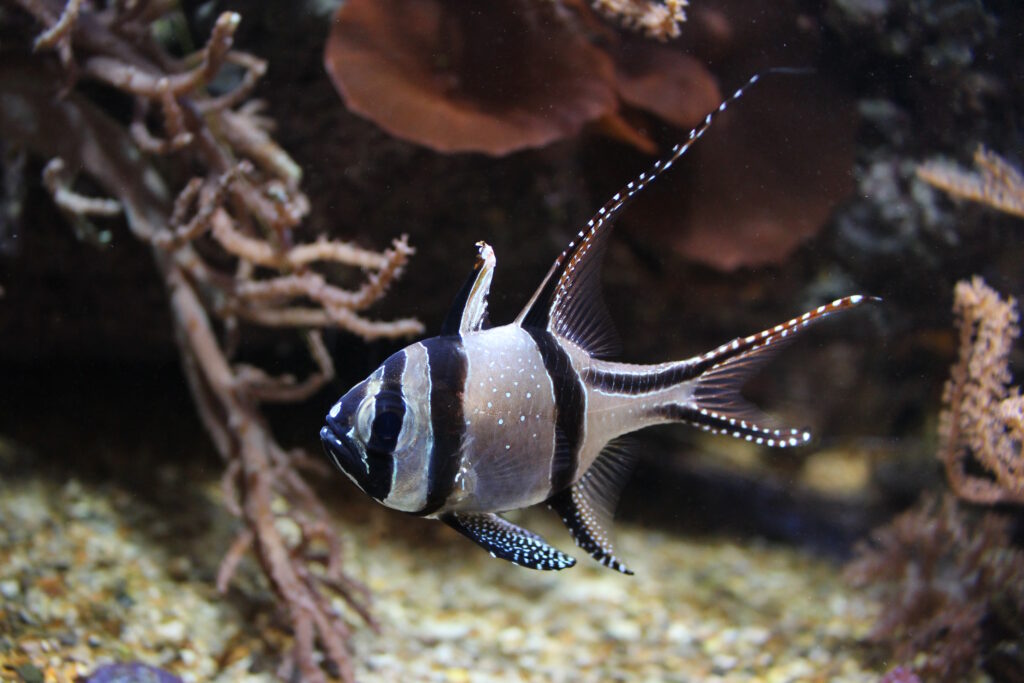 Banggai Cardinal Pterapogon kauderni
