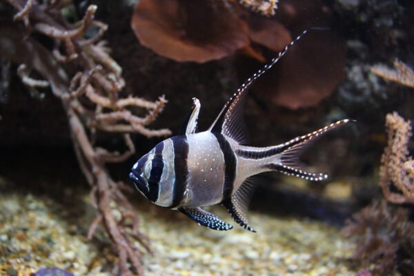 Banggai Cardinalfish (Pterapogon kauderni) |commons:File:Banggai-Kardinalbarsch Pterapogon kauderni.jpg