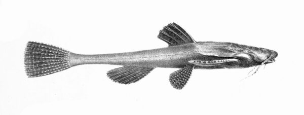 Banjo Catfish (Bunocephalus coracoideus) |commons:File:Bunocephalus coracoideus.jpg