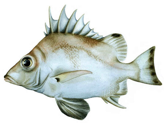 Banjofish (Banjos banjos) |commons:File:Banjos banjos.jpg