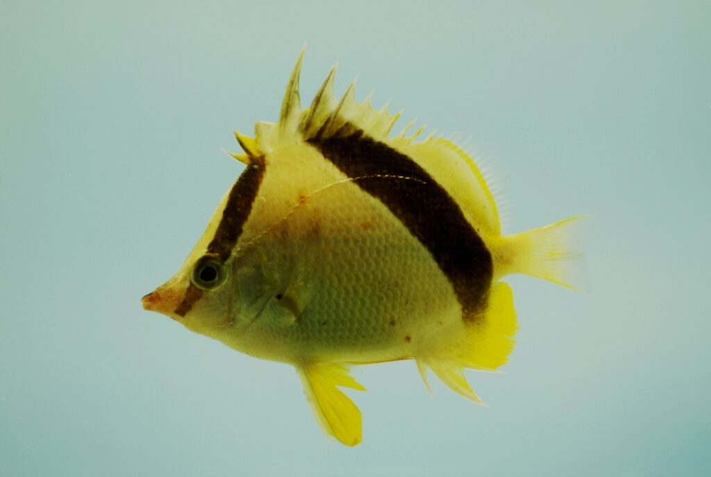 Bank Butterflyfish (Prognathodes aya) |commons:File:Prognathodes aya.jpg