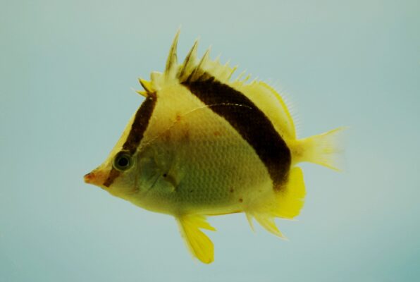 Bank Butterflyfish (Prognathodes aya) |commons:File:Prognathodes aya.jpg