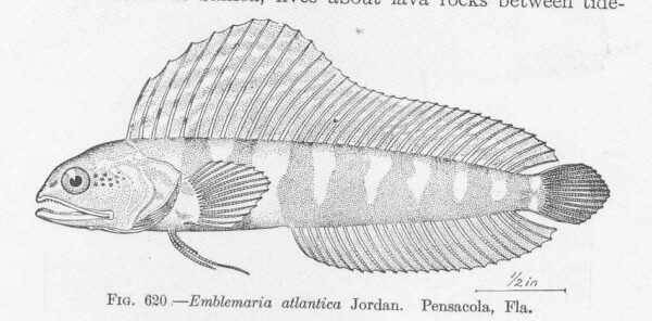 Banner Blenny (Emblemaria atlantica) |commons:File:FMIB 52189 Emblemaria atlantica Jordan Pensacola, Fla.jpeg
