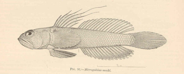 Banner Goby (Microgobius microlepis) |commons:File:FMIB 38105 Microgobius meeki Evermann & Marsh.jpeg