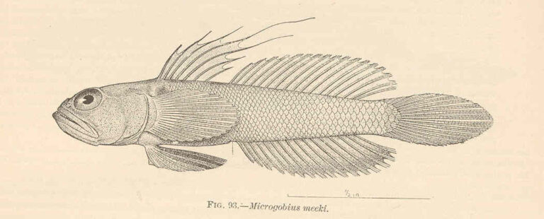 Banner Goby (Microgobius microlepis) |commons:File:FMIB 38105 Microgobius meeki Evermann & Marsh.jpeg