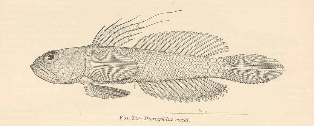 Banner Goby (Microgobius microlepis) |commons:File:FMIB 38105 Microgobius meeki Evermann & Marsh.jpeg