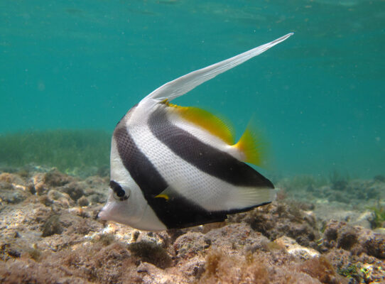 Bannerfish (Heniochus acuminatus) |commons:File:Heniochus acuminatus, jeune individu.jpg