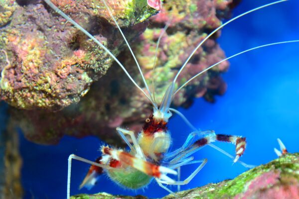 Bantlı Mercan Karidesi Stenopus hispidus