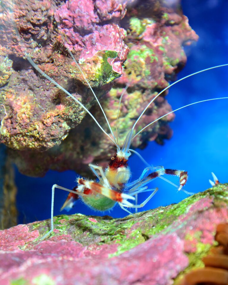 Bantlı Mercan Karidesi Stenopus hispidus