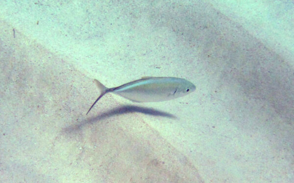 Bar Jack (Caranx ruber) |commons:File:Caranx ruber (bar jack) (San Salvador Island, Bahamas) 1 (16151297911).jpg
