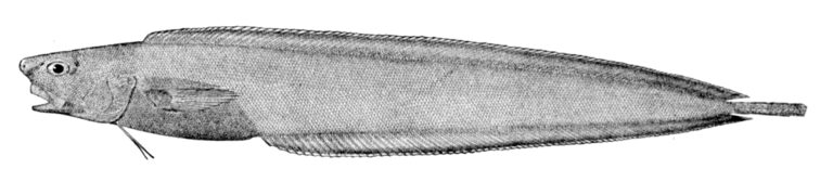 Barathrodemus manatinus (Barathrodemus manatinus) |commons:File:Barathrodemus manatinus.jpg