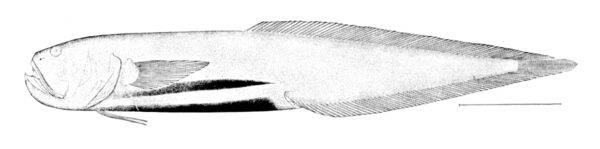 Barathronus bicolor (Barathronus bicolor) |commons:File:Barathronus bicolor.jpg